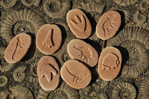 Dinosaur Footprints Stones